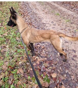 Belgicky ovčiak Malinois - 2