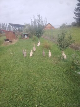 Indický bežec - 2