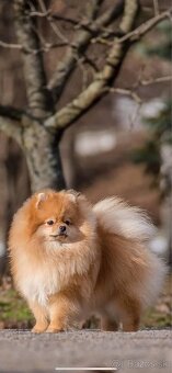 Pomeranian na krytie. - 2