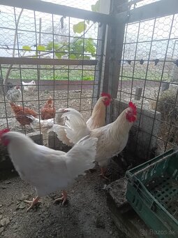 Kohúty - gazdovský mix - 2
