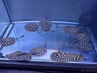 Potamotrygon Black Diamond - 2