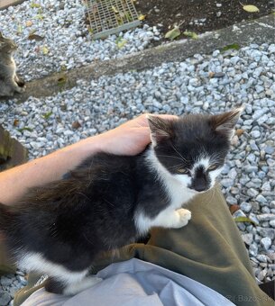 Darujem čiernobiele mačiatko - 2