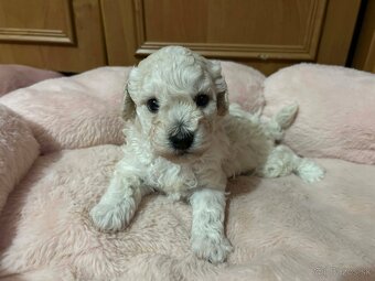 Toy pudel - 2