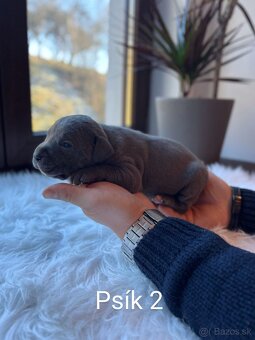 Americký stafordšírský teriér, staford modrý, amstaff - 2