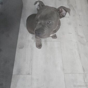 American Bully - 2