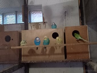 Predám Korely, Andulky - 2