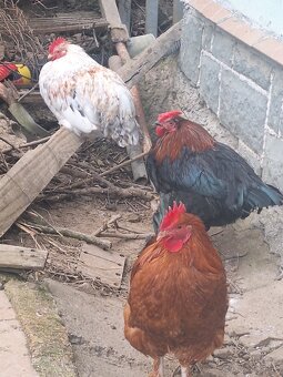Predám kohútov - 2