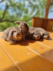 Zdrobnené králiky - barančeky - 2