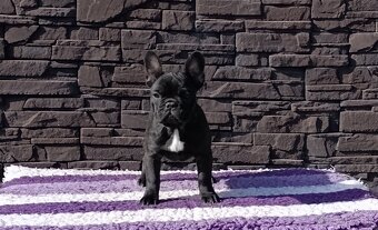 Francúzsky buldoček s PP/French bulldog - 2
