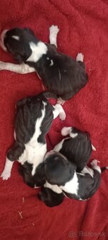 Bígl,Bigl,Beagle,Bigel šteniatka - 2