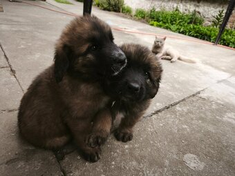 Leonberger šteniatka - 2