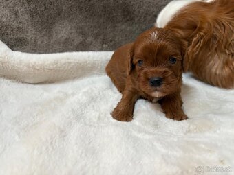 Cavapoo - 2