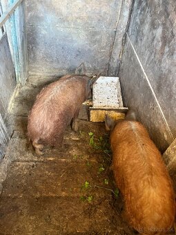 Mangalica - 2