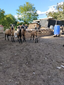 Kamerunská ovca/baran - 2