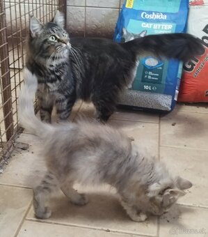 Mainska mývalia mačka - 2