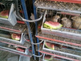 japonské prepelice - 2