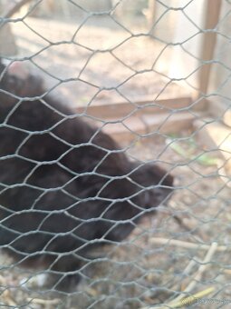 Kohút hodvábnica - 2