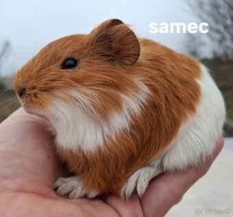 Morské prasiatko - 2