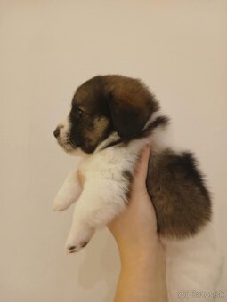 Darujem šteniatko - 2