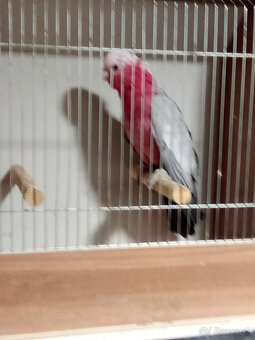 Kakadu ružový - ROK 2025 - 2