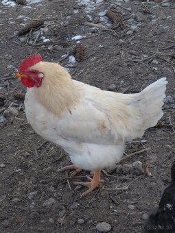 Predám mladých kohútov - 2