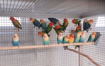 Predam Agapornis - 2