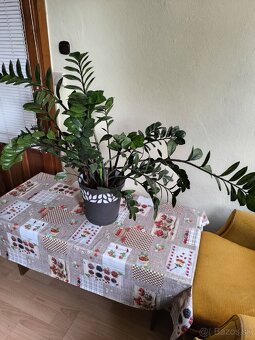 Izbova rastlina Zamiokulkas - 2