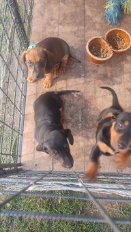 Jazvecík standart - 2