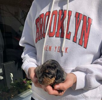 Jazveciky na predaj - 2