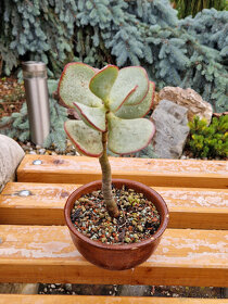 Sukulentný bonsai - tučnolist s modrými listami - 2