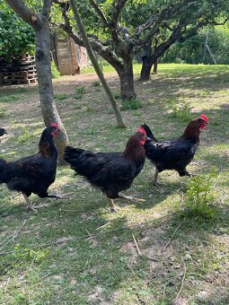 Marans kohút - 2