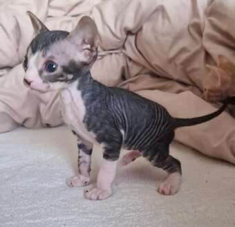 Predám mačiatka Sphynx - 2