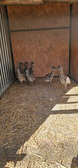 Predám Emu hnedý - 2