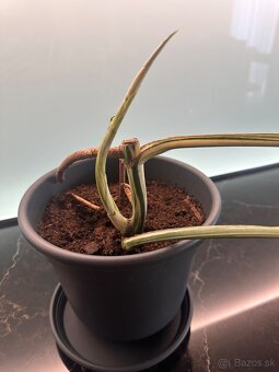Monstera Albo - 2