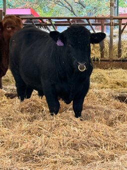 Plemenní býci Aberdeen Angus - 2