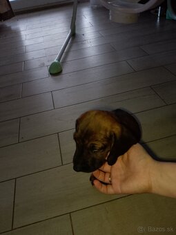 Bavorský farbiar - 2