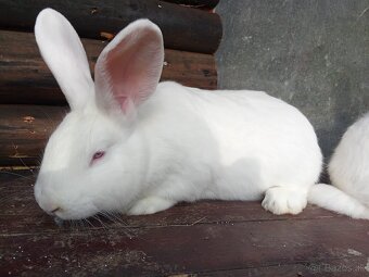 Predám alebo vymením za samicu - 2