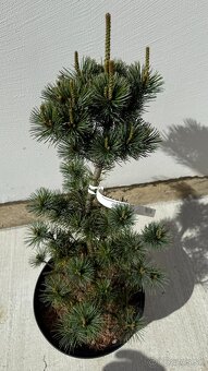 Borovica málokvetá Negishi 50 cm - 2