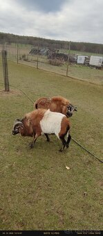 Kamerunské ovce - 2