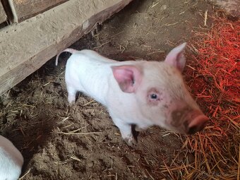 Odstavčata kanec - ešte nevyrezany - 2