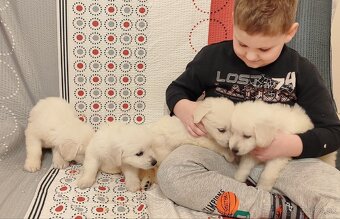 Predám šteniatka slovenského Čuvača - 2