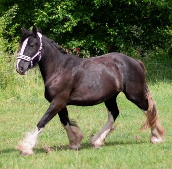 Shire horse klisna - 2