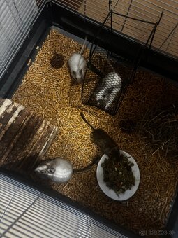 Osmak degu - 2