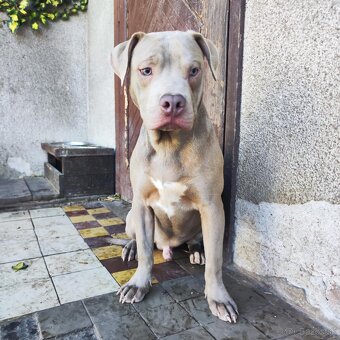 Americký pitbulterier pitbul pitbull silver lilac rare Topp - 2
