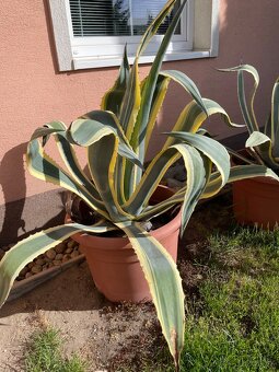 Agave americana ‘Marginata’ - 2