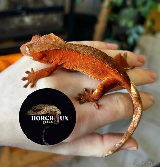 Pagekón riasnatý - Correlophus ciliatus red - 2