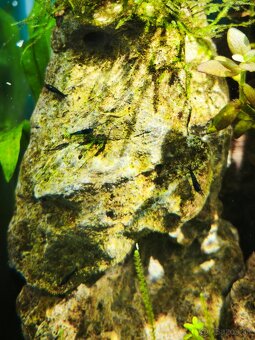 Krevetky neocaridina - 2