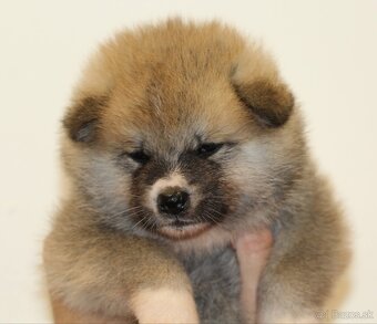 Akita inu šteniatka s rodokmeňom - 2