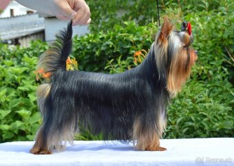 Yorkshire Terrier, York, Jork, Yorkshirsky teriér, šteniatka - 2