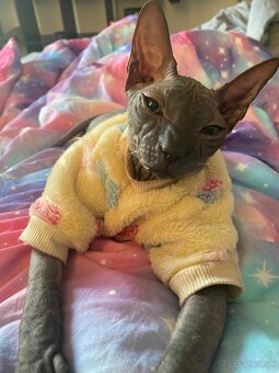 Donsky sphynx darujeme - 2